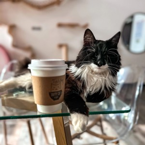 Cat with coffee